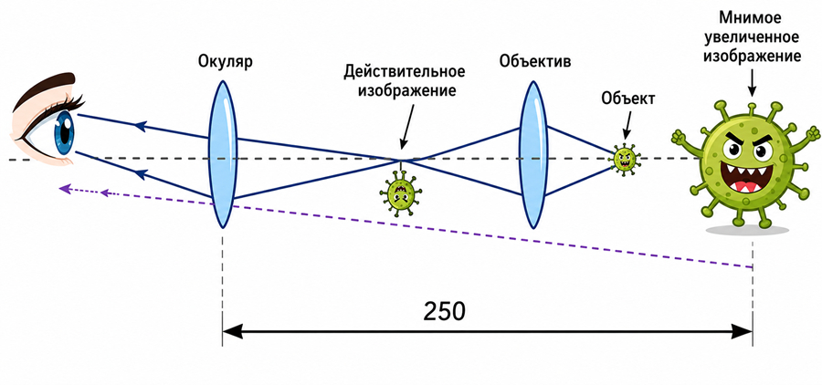 Оптическая схема микроскопа Оптическая схема микроскопа